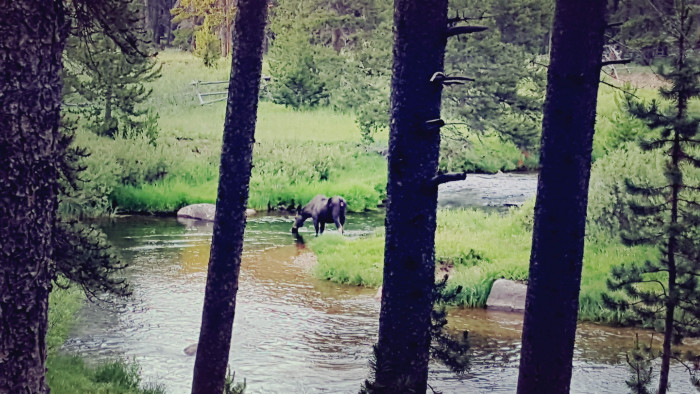 Dead Swede Campground Dayton, WY Campground Reviews